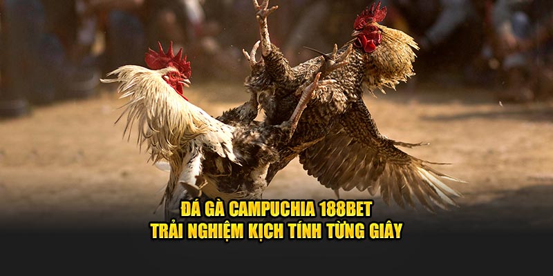 Đá Gà Campuchia 188BET- Trải Nghiệm Kịch Tính Từng Giây