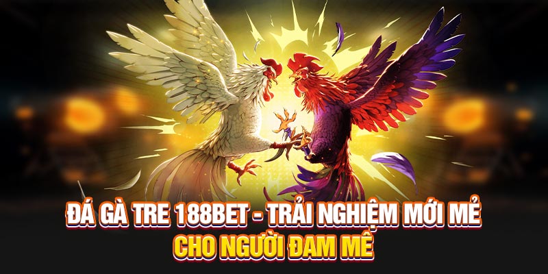 Đá gà tre 188BET - Trải nghiệm mới mẻ cho người đam mê