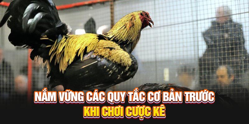 Nắm vững các quy tắc cơ bản trước khi chơi cược kê