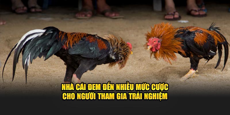 Nhà cái đem đến nhiều mức cược cho người tham gia trải nghiệm