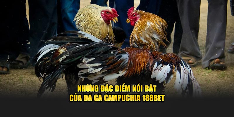 Những đặc điểm nổi bật của đá gà Campuchia 188BET