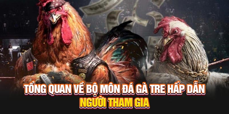Tổng quan về bộ môn đá gà tre hấp dẫn người tham gia