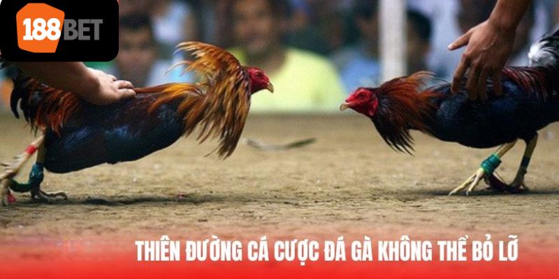 kèo đá gà 188bet