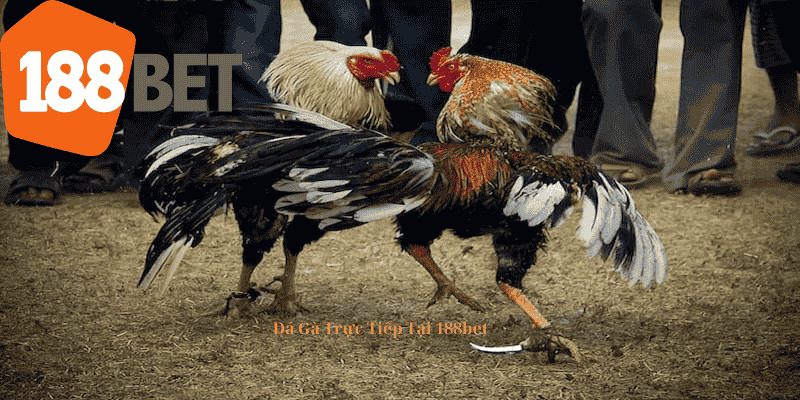 Đá Gà Cựa Dao Trực Tiếp Tại 188bet