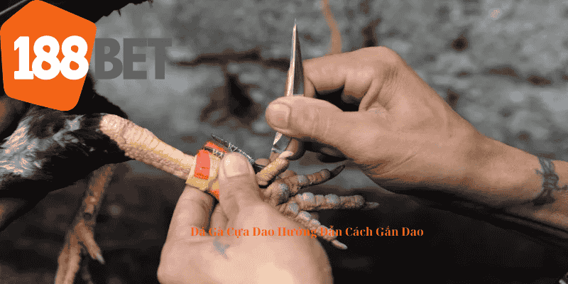 hướng dẫn cách gắn dao cho gà đá
